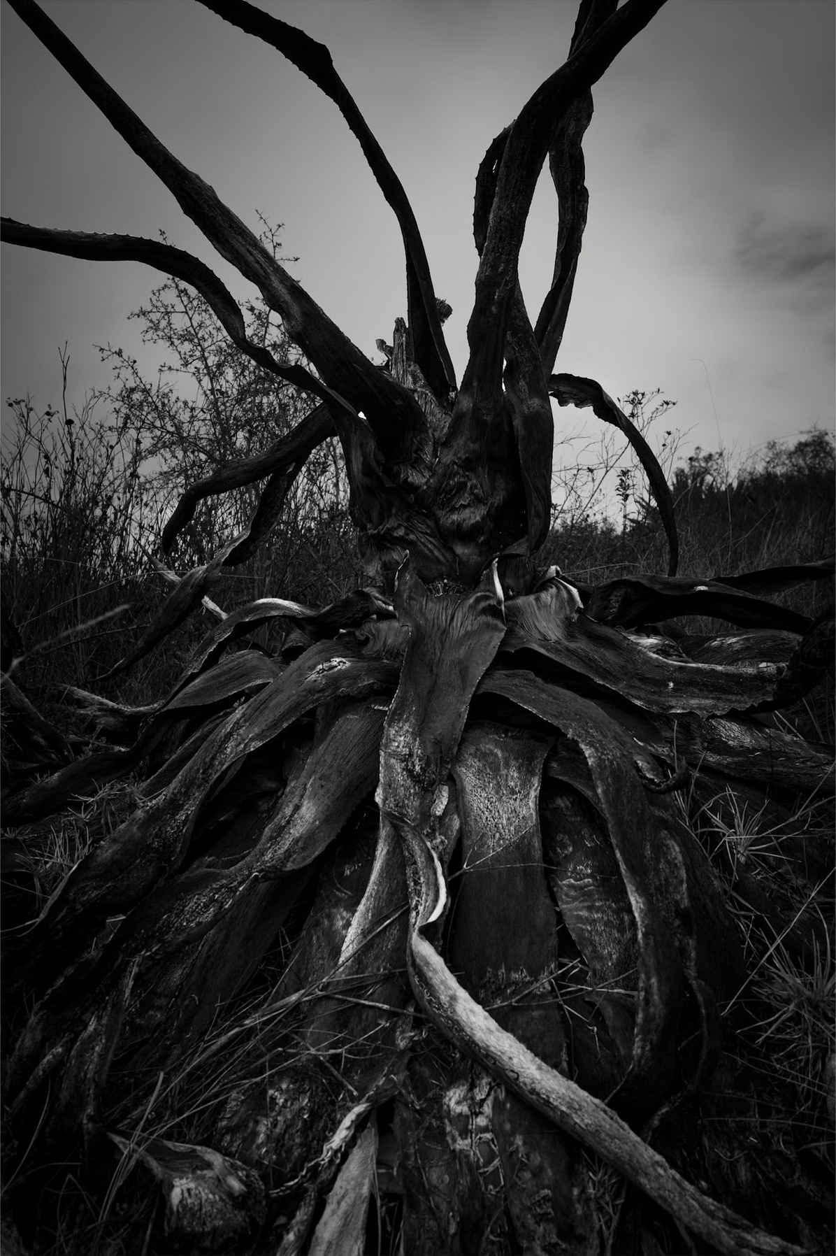 A dead agave plant photographed from below, its roots reaching at the sky