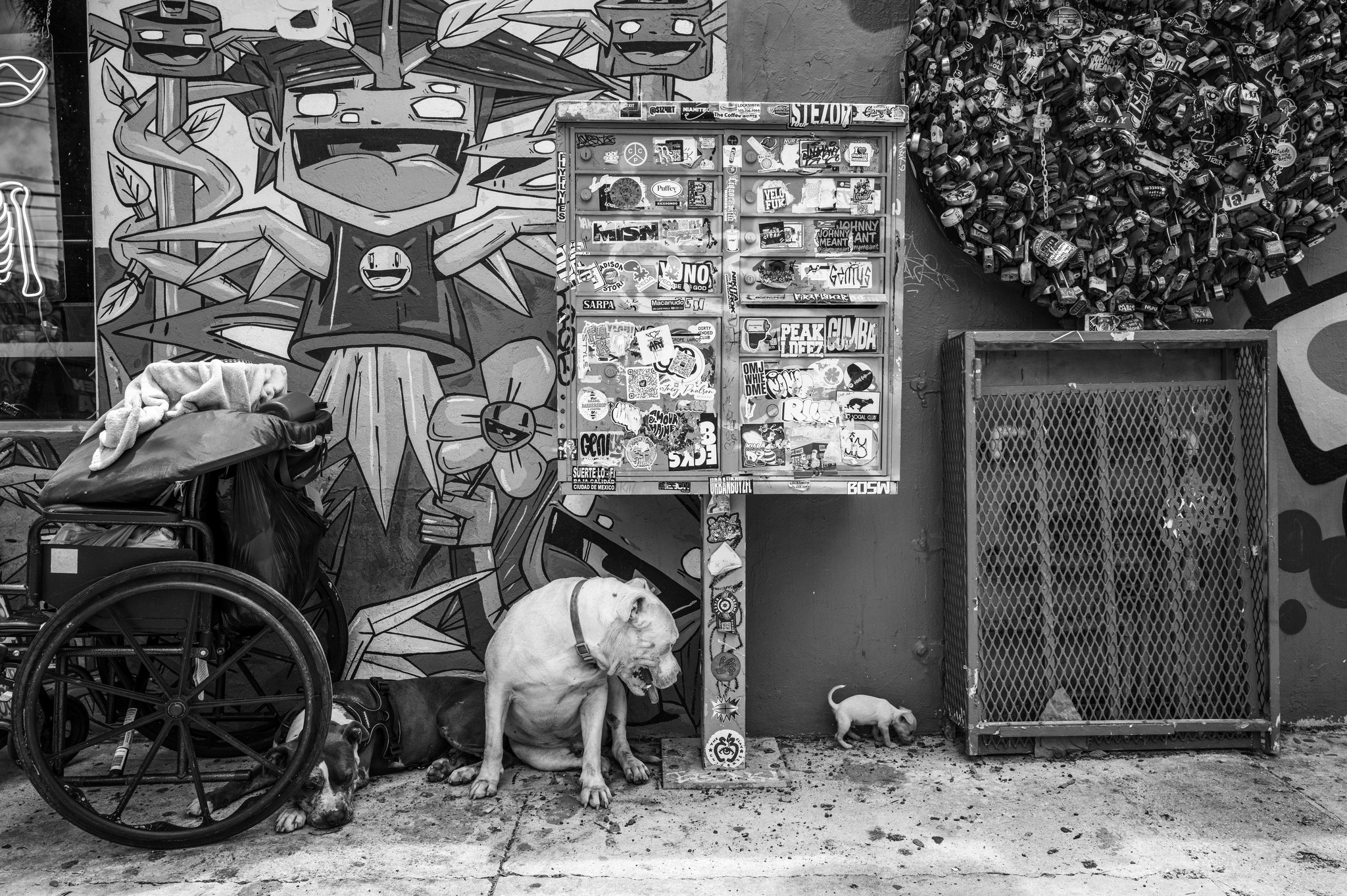 A man in a wheelchair with a small white dog, against a graffiti-covered wall